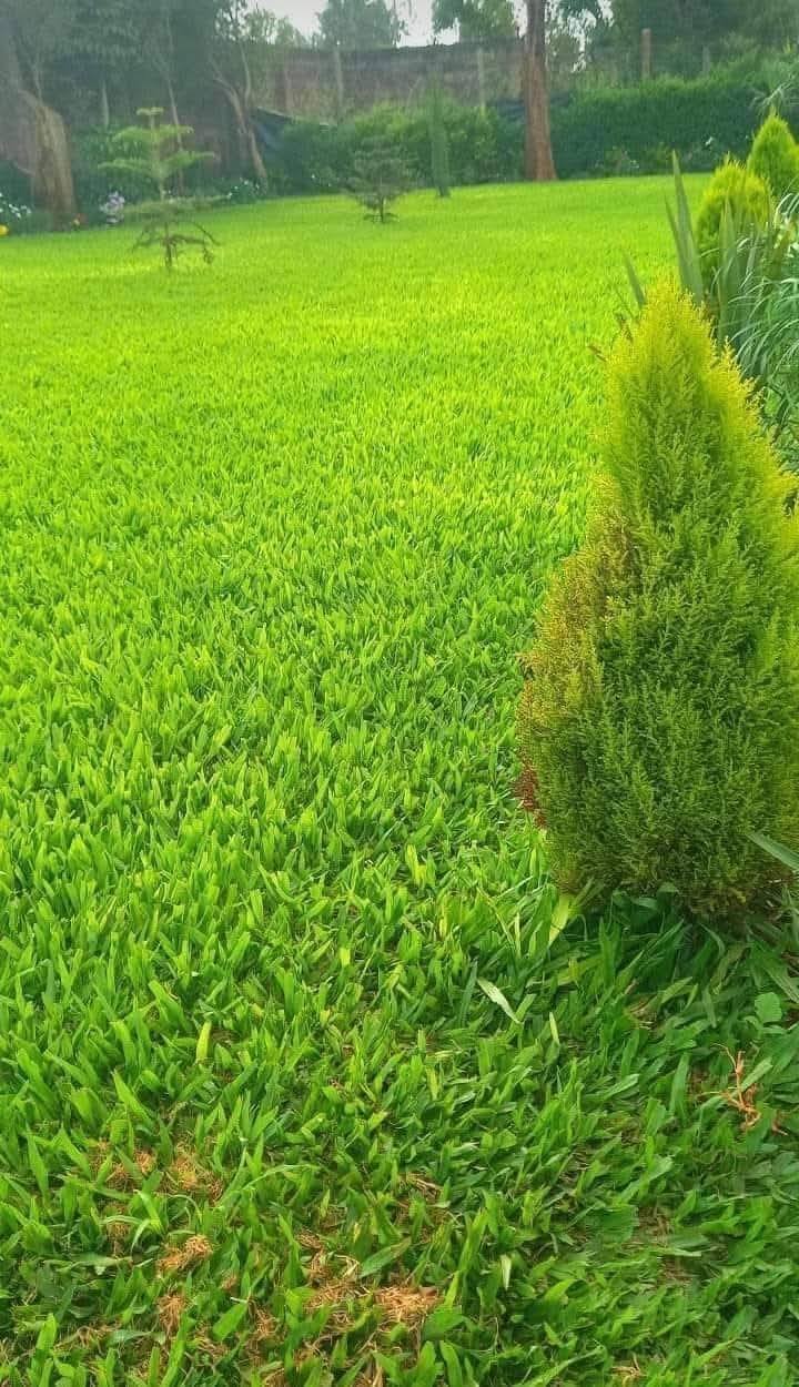 Resort Buffalo Grass Lawn